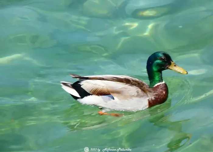 San Zeno - Vicino Centro,lago Parcheggio Apartment