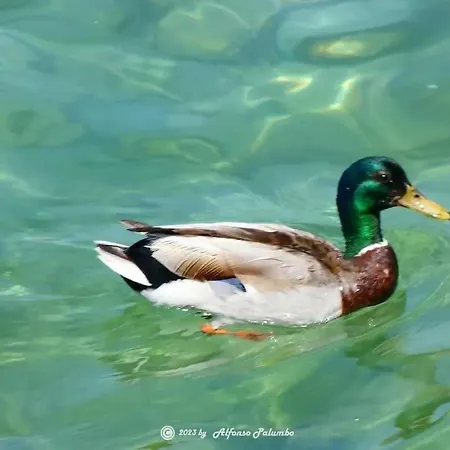 Lägenhet San Zeno - Vicino Centro,lago Parcheggio